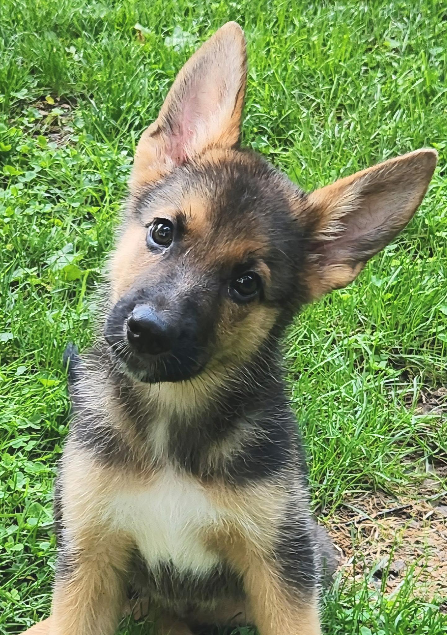 Enlarge HOBBES, an adopted German Shepherd Dog in Schnecksville, PA image 2/2