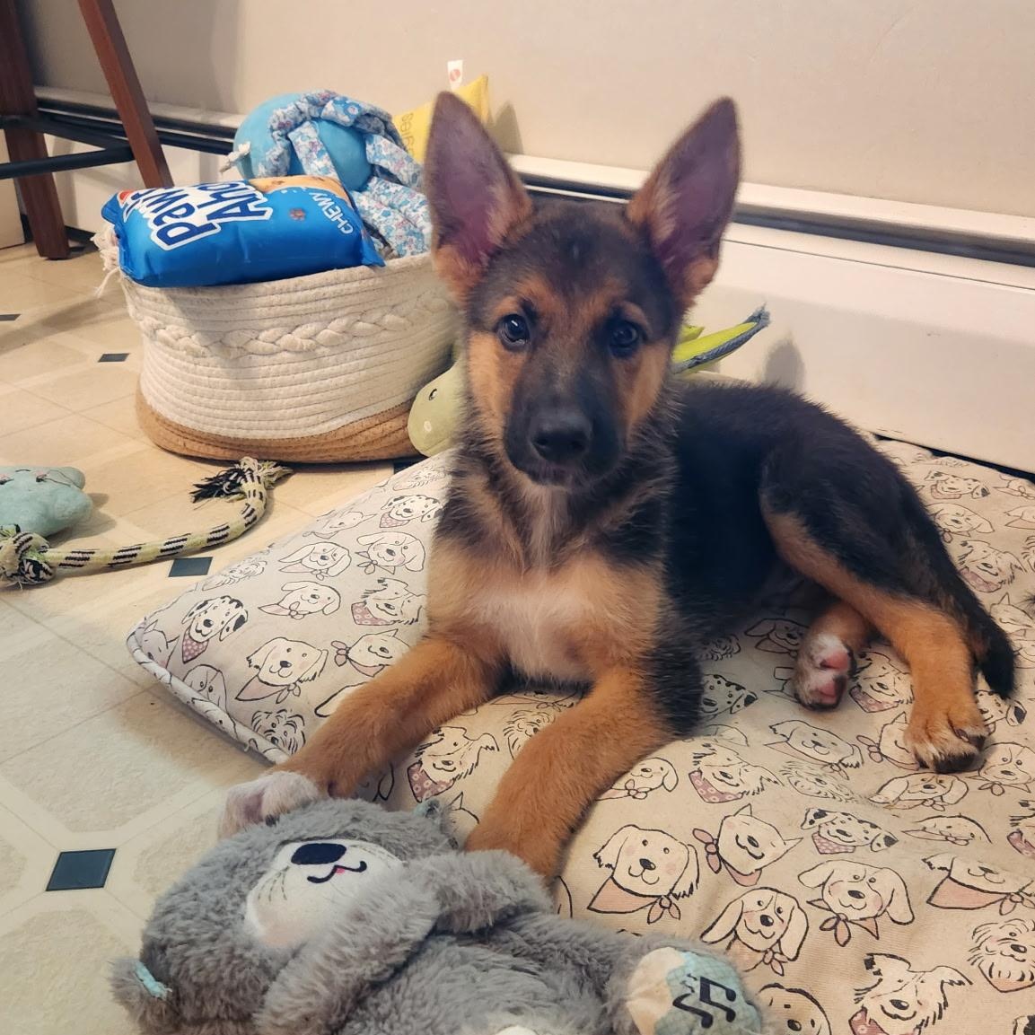 HOBBES, adopted, Puppy Male German Shepherd Dog.