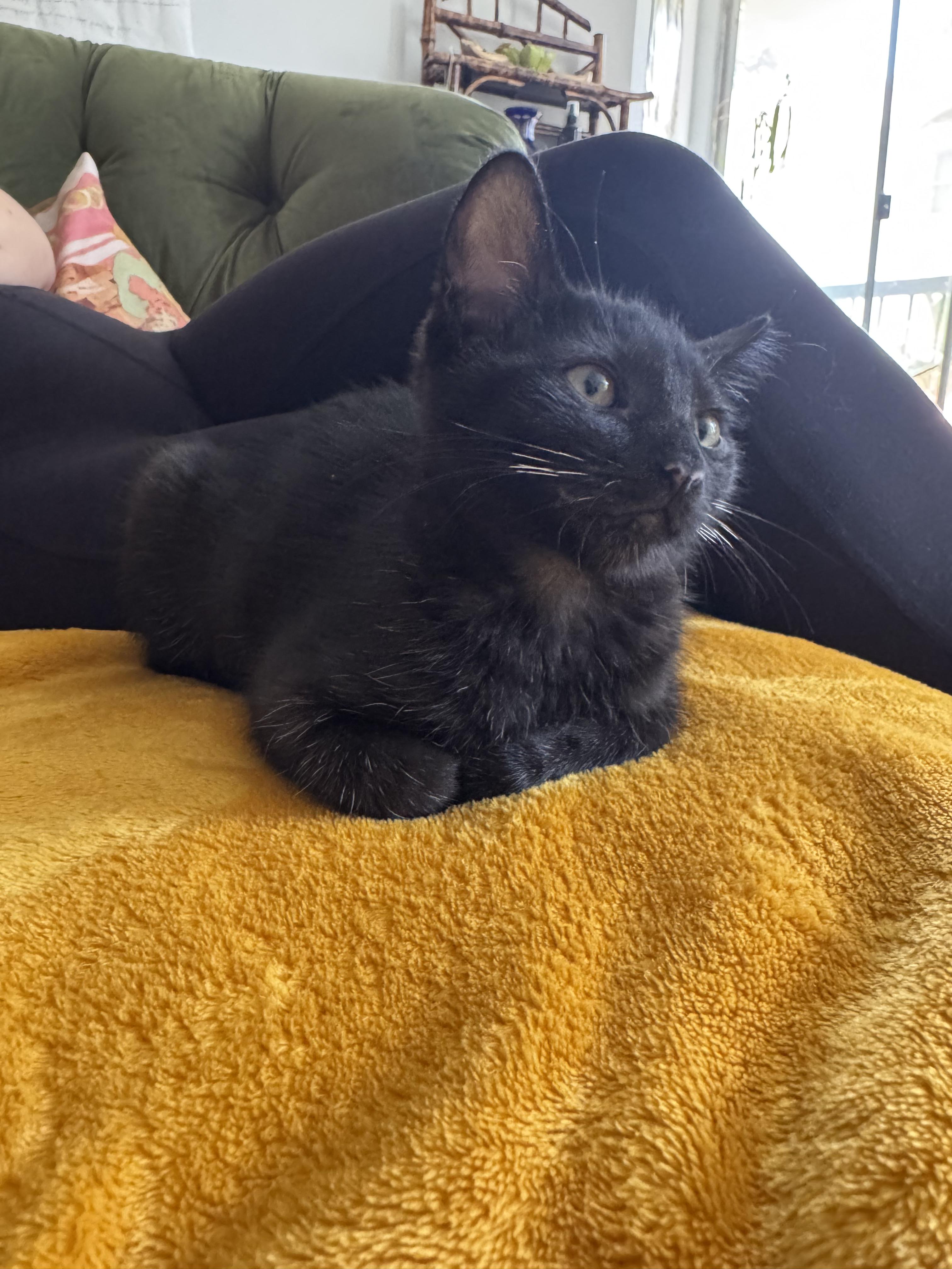 Enlarge Det Angie Kim, a Adoptable Domestic Short Hair in Los Angeles, CA image 2/6