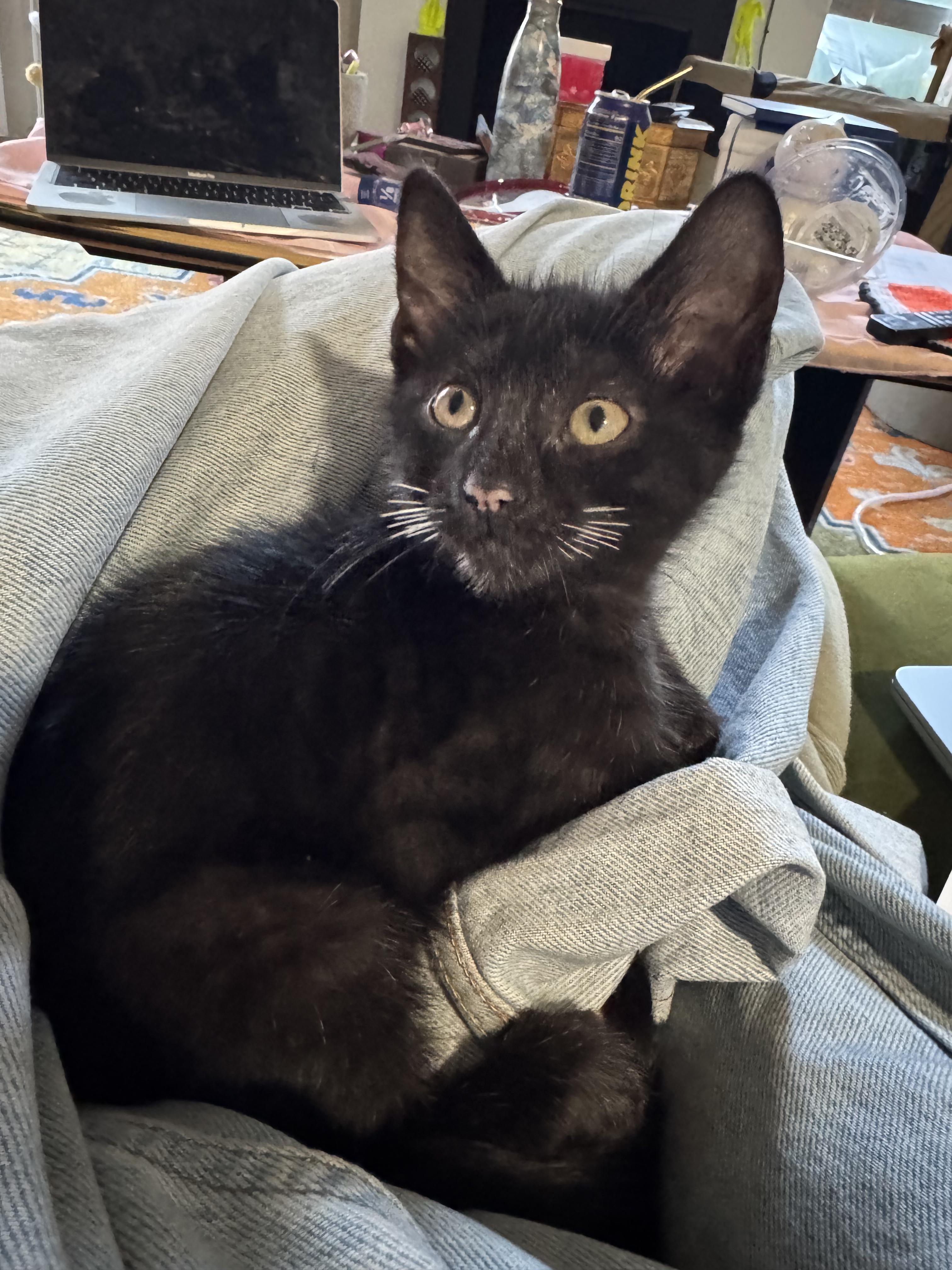 Det Angie Kim, Adoptable, Young Female Domestic Short Hair.