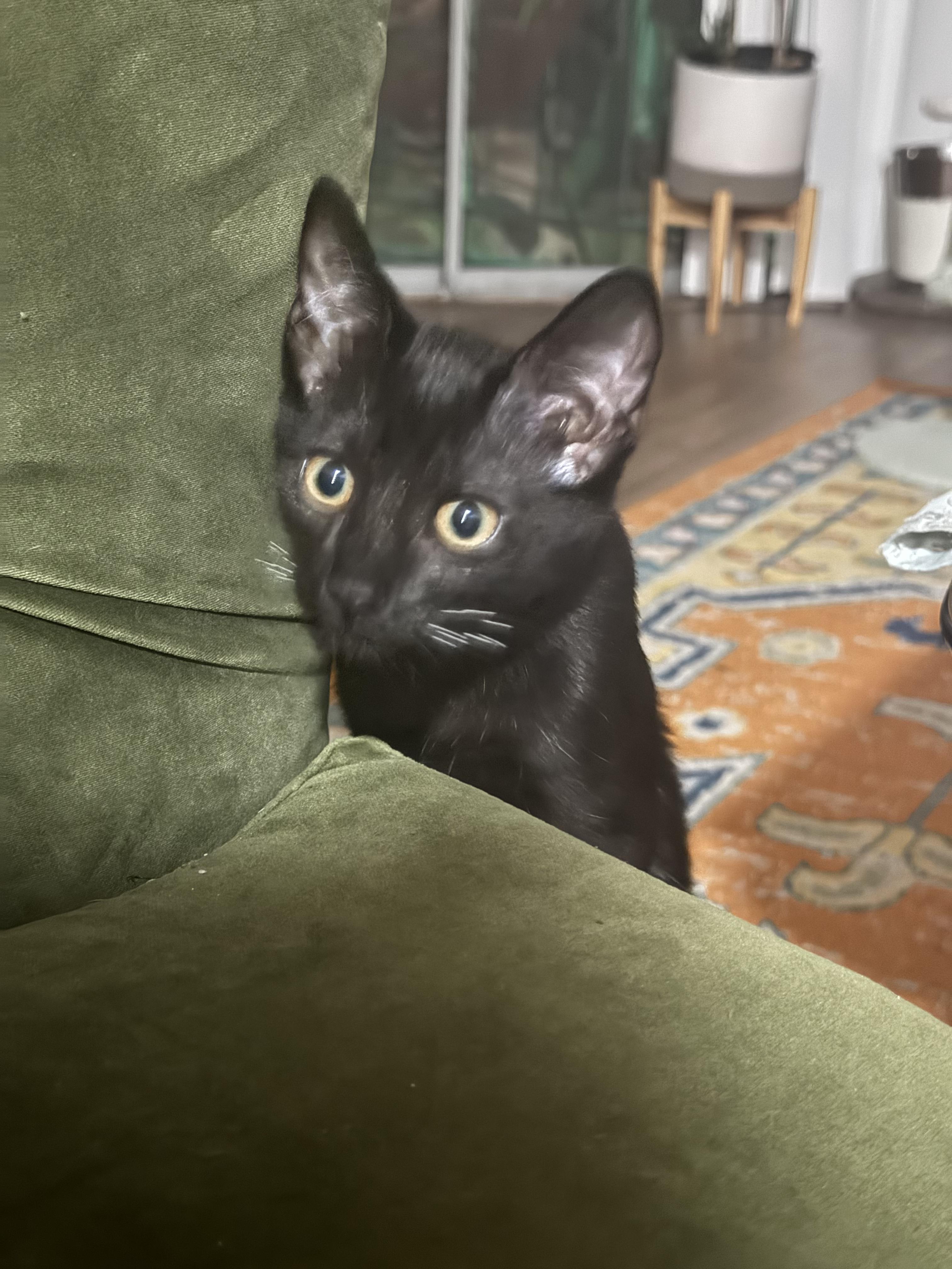 Enlarge Det Angie Kim, a Adoptable Domestic Short Hair in Los Angeles, CA image 3/6