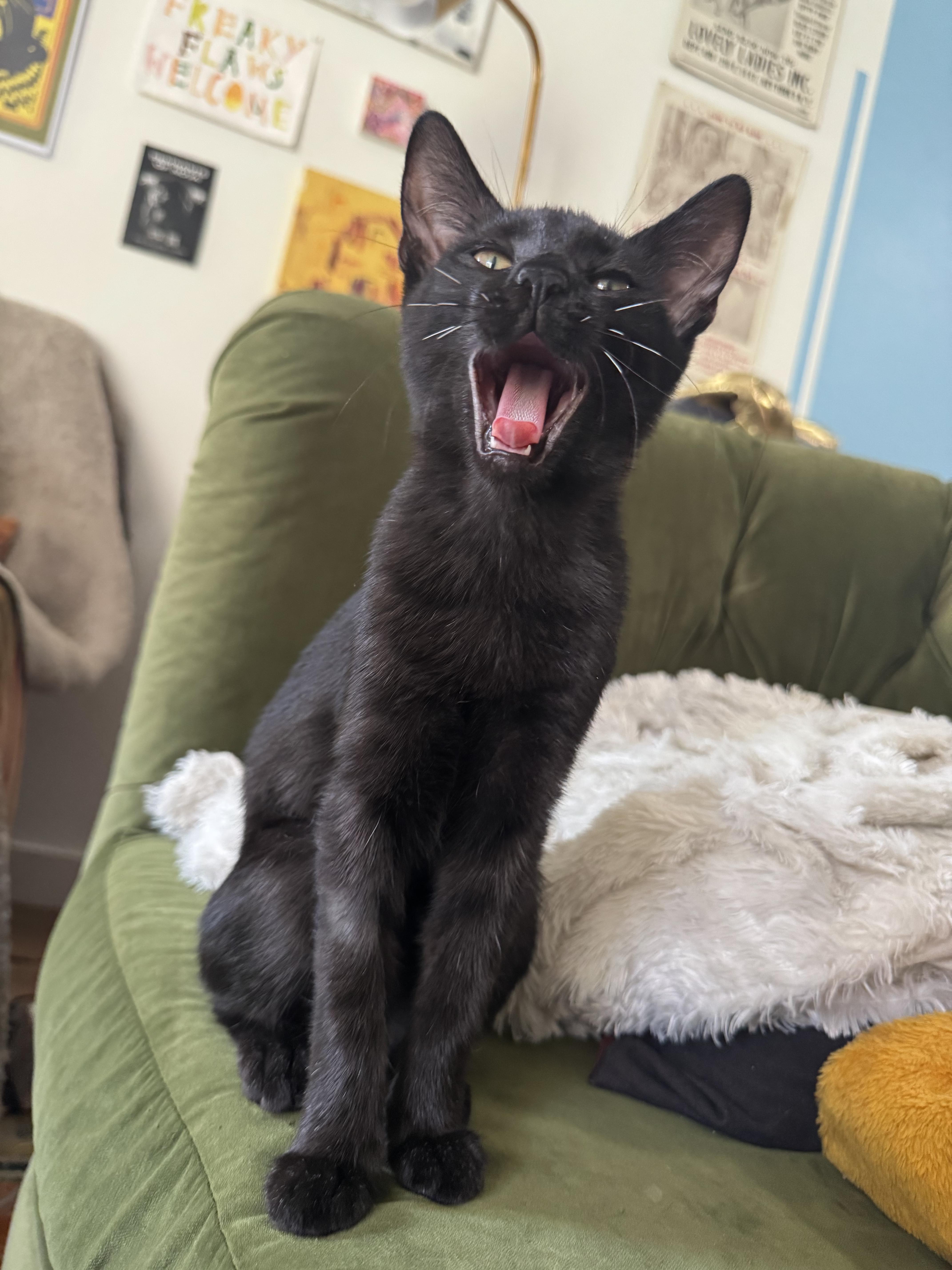 Enlarge Det Angie Kim, a Adoptable Domestic Short Hair in Los Angeles, CA image 4/6