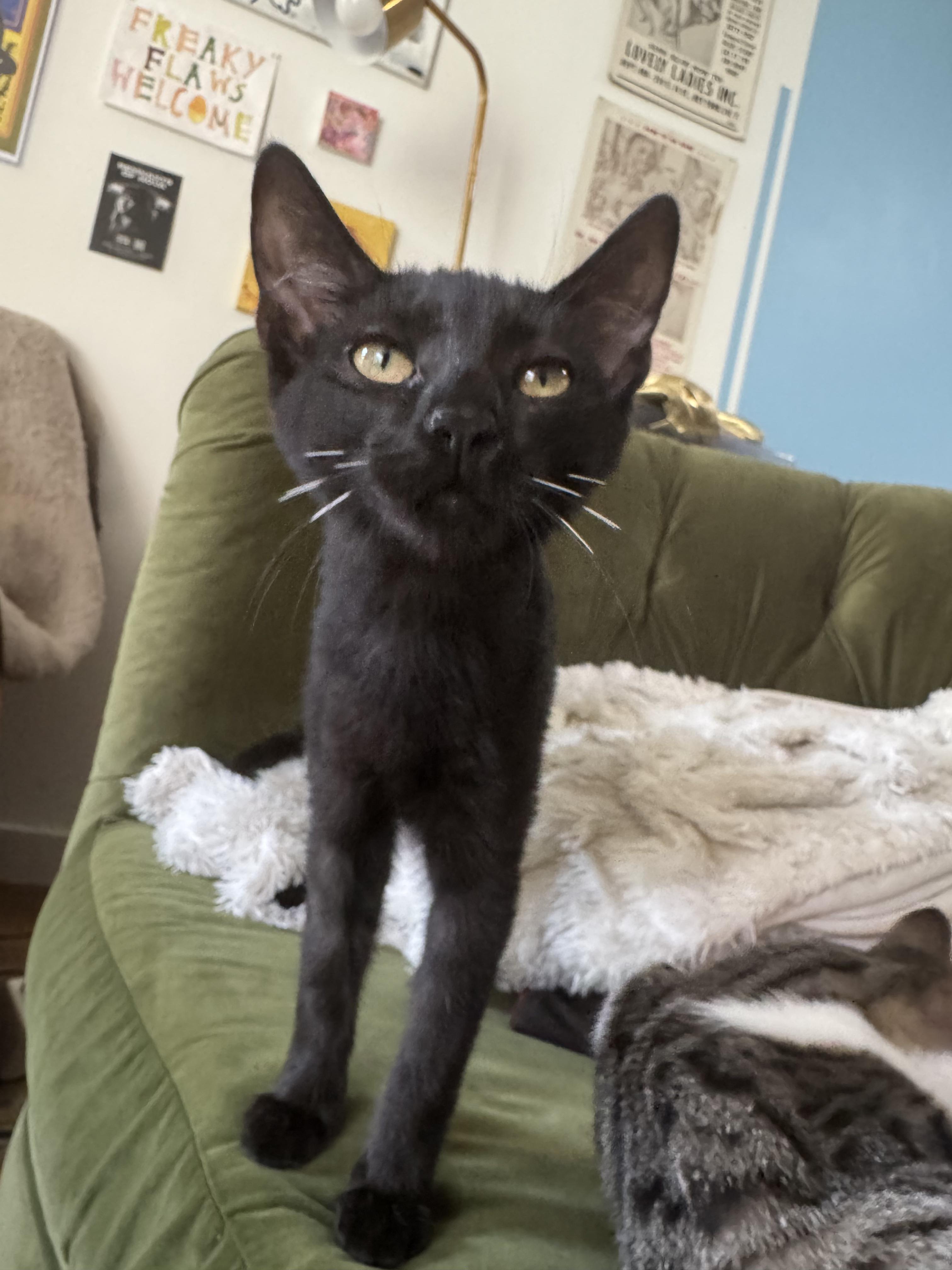 Enlarge Det Angie Kim, a Adoptable Domestic Short Hair in Los Angeles, CA image 5/6