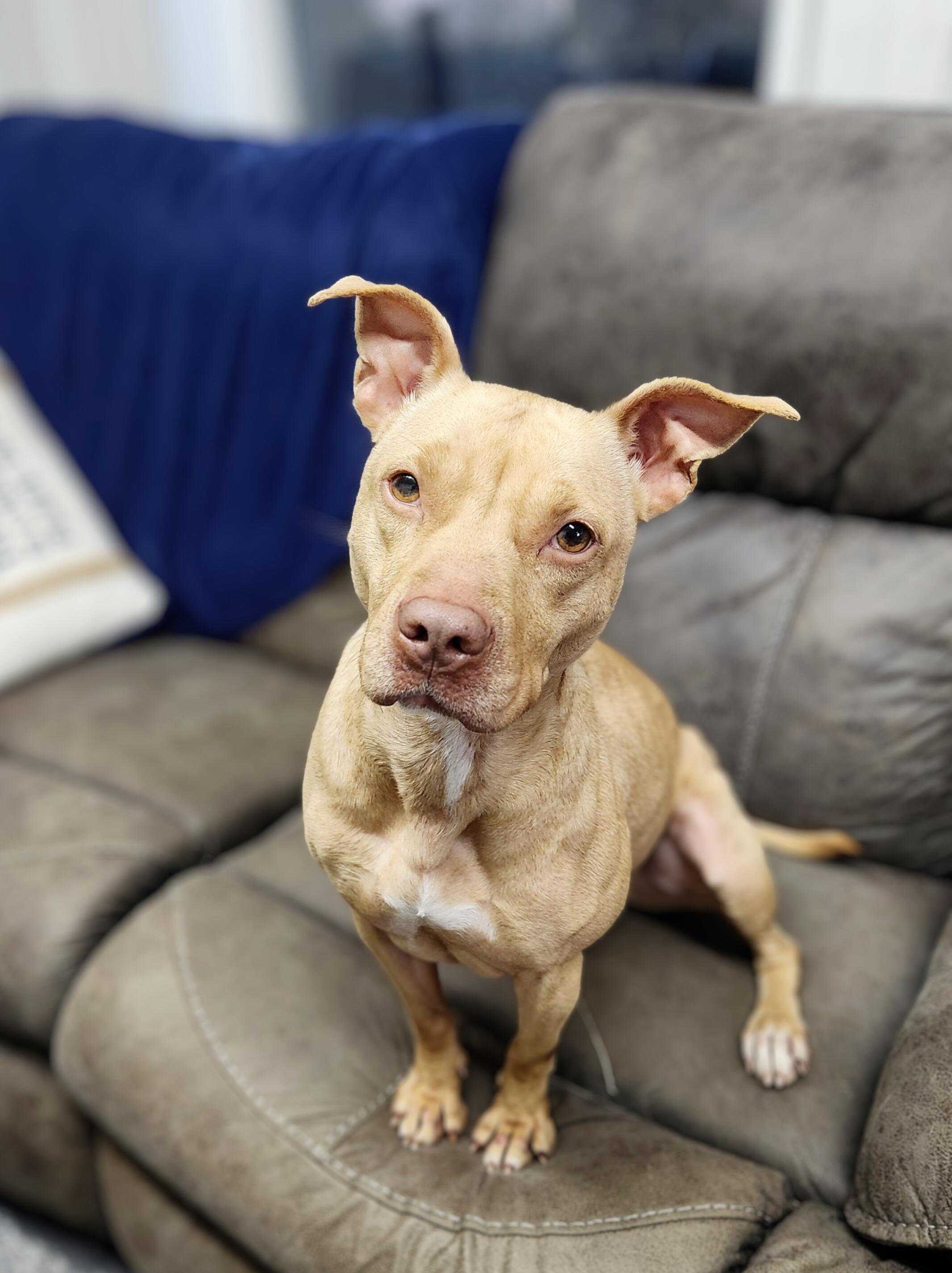 Myrtle, Adoptable, Adult Female Mixed Breed.