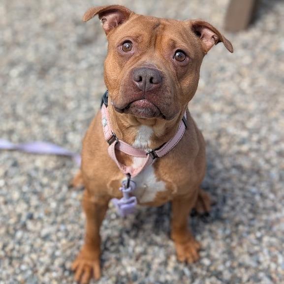 Bellarie, Adoptable, Adult Female Mixed Breed.