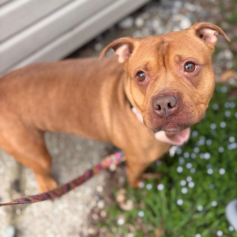 Enlarge Bellarie, a Adoptable Mixed Breed in West Olive, MI image 2/6