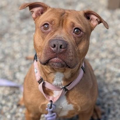 Enlarge Bellarie, a Adoptable Mixed Breed in West Olive, MI image 3/6