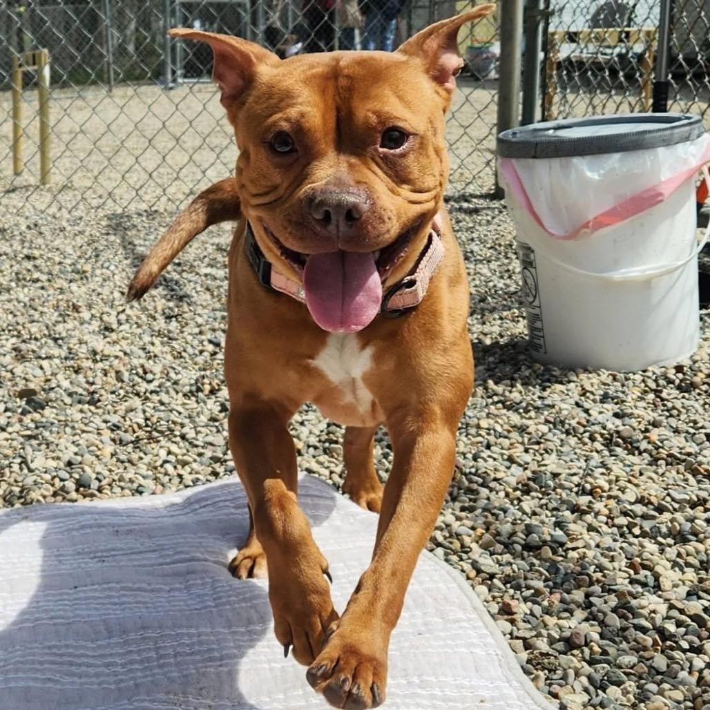 Enlarge Bellarie, a Adoptable Mixed Breed in West Olive, MI image 4/6