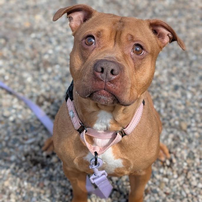 Enlarge Bellarie, a Adoptable Mixed Breed in West Olive, MI image 5/6