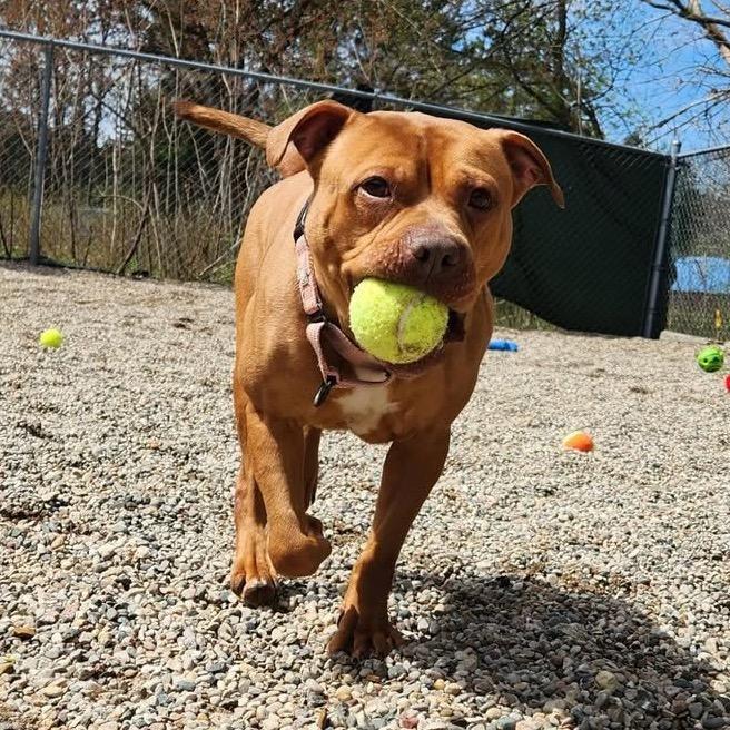 Enlarge Bellarie, a Adoptable Mixed Breed in West Olive, MI image 6/6