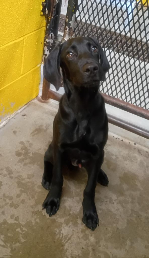 Enlarge Alexander, a Adoptable mixed breed in Murray, KY image 2/2