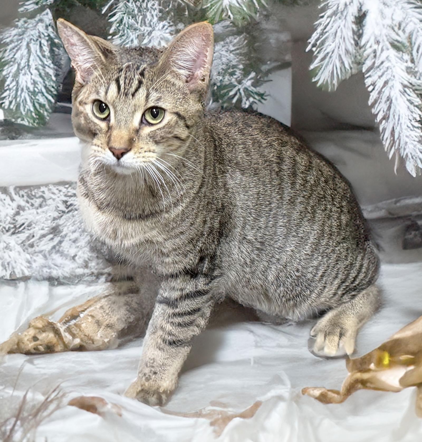 Maine, Adoptable, Young Male Domestic Short Hair.