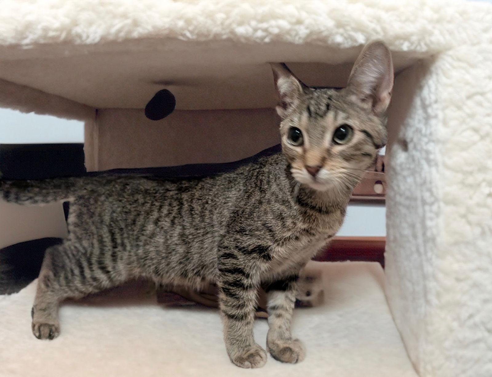 Maine, a Adoptable Domestic Short Hair in Chandler, AZ image 2/3