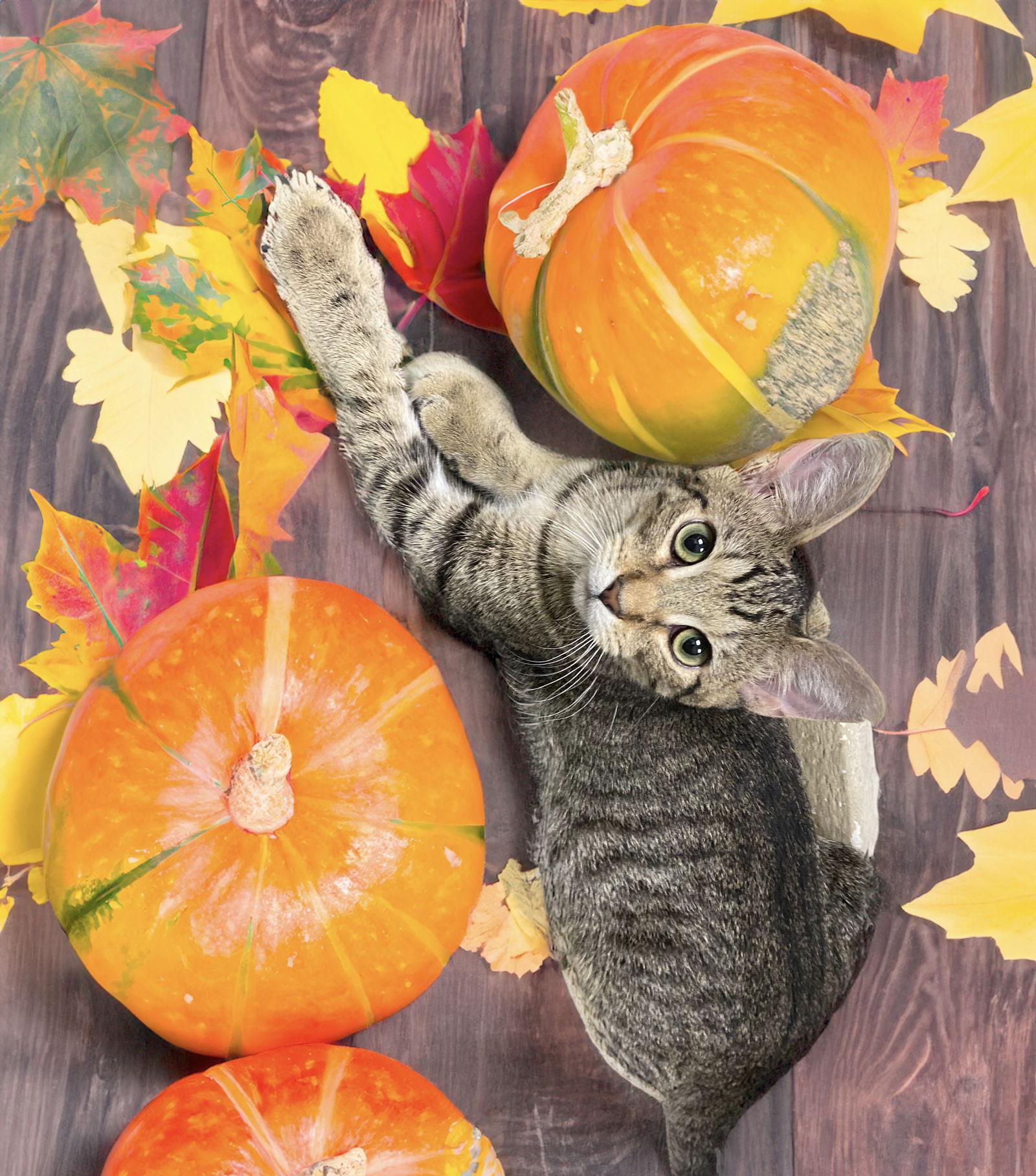 Maine, a Adoptable Domestic Short Hair in Chandler, AZ image 3/3