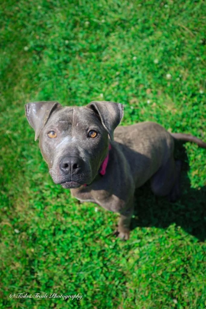 Enlarge Piper, a Adoptable Pit Bull Terrier in Greensburg, IN image 1/2