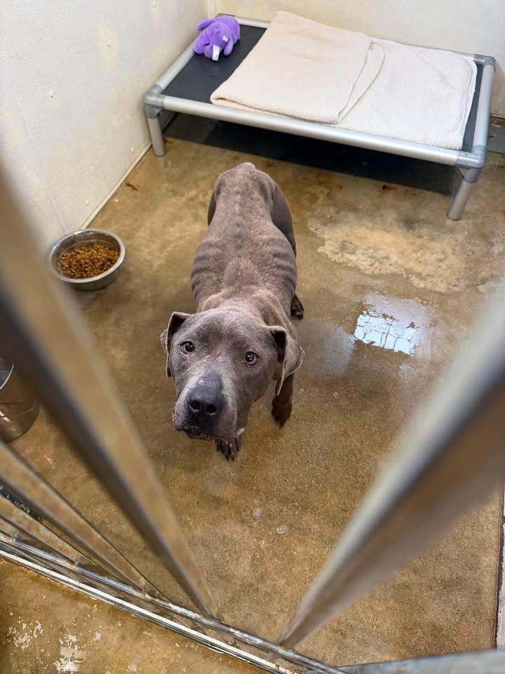 Enlarge Piper, a Adoptable Pit Bull Terrier in Greensburg, IN image 2/2