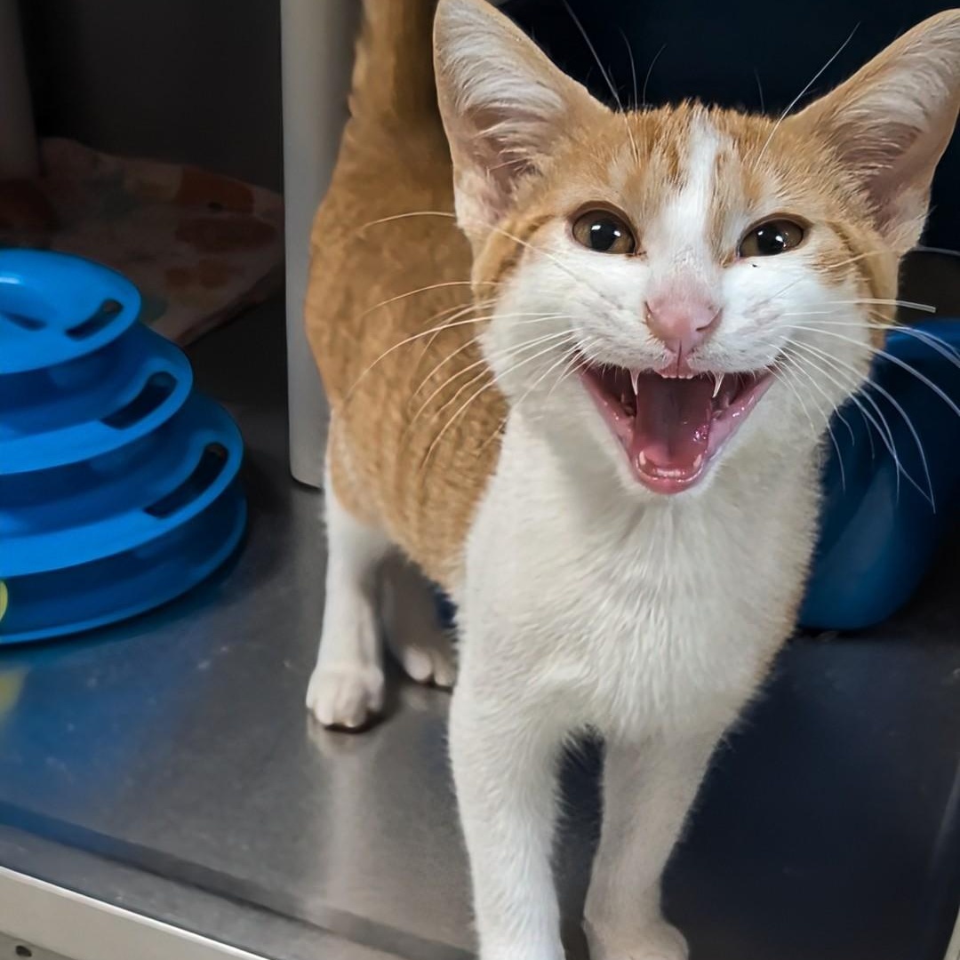 Enlarge Odysseus, a Adopted Domestic Short Hair in West Jefferson, OH image 2/6