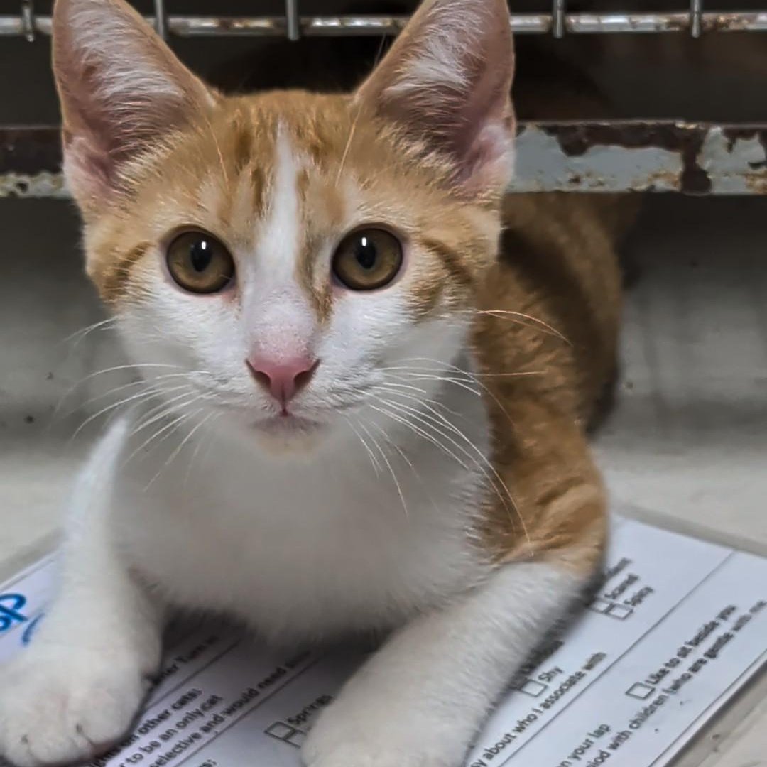 Enlarge Odysseus, a Adopted Domestic Short Hair in West Jefferson, OH image 6/6