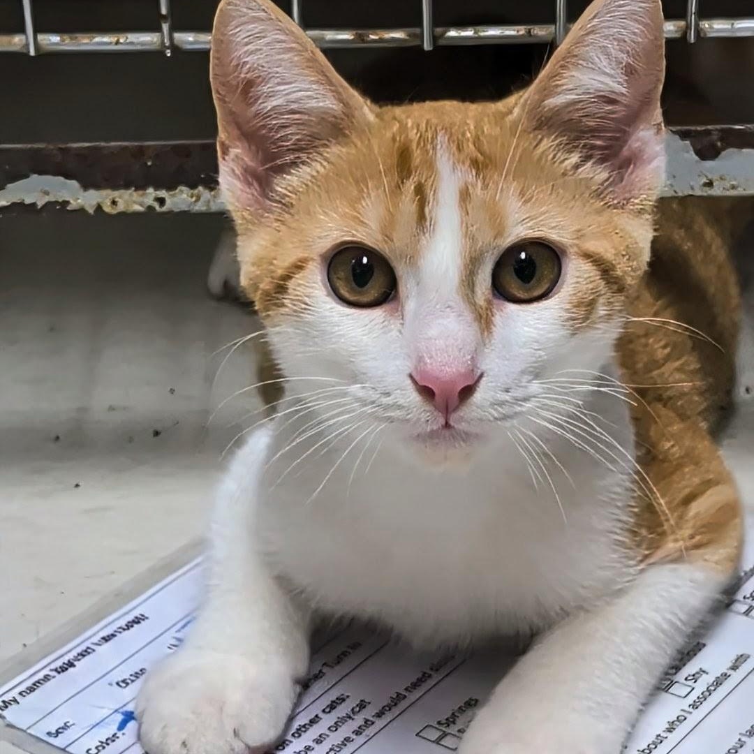 Odysseus, Adopted, Kitten Male Domestic Short Hair.