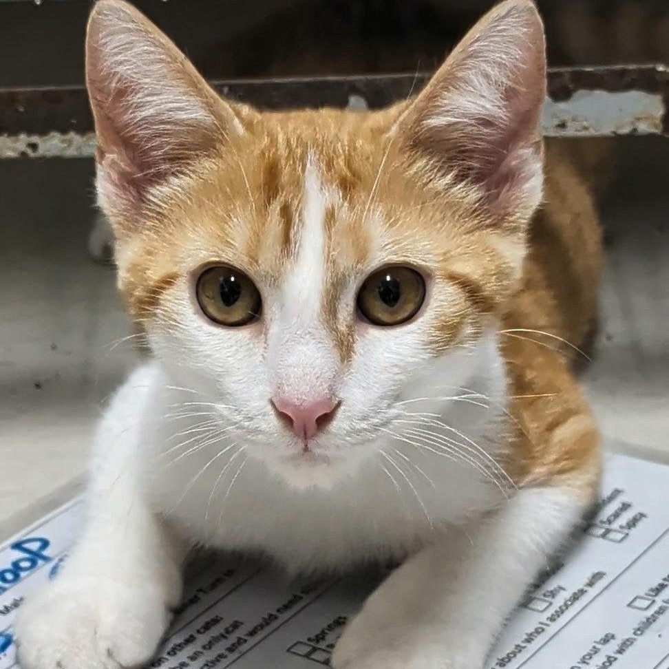 Enlarge Odysseus, a Adopted Domestic Short Hair in West Jefferson, OH image 4/6