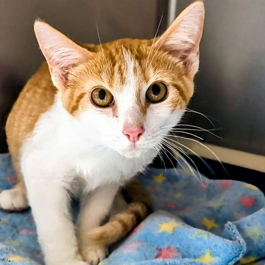 Enlarge Odysseus, a Adopted Domestic Short Hair in West Jefferson, OH image 3/6