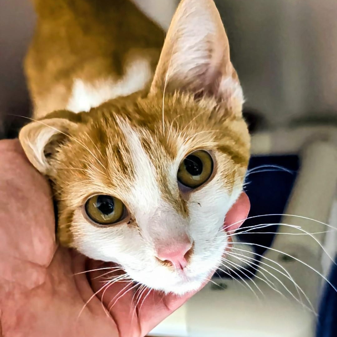 Enlarge Odysseus, a Adopted Domestic Short Hair in West Jefferson, OH image 5/6