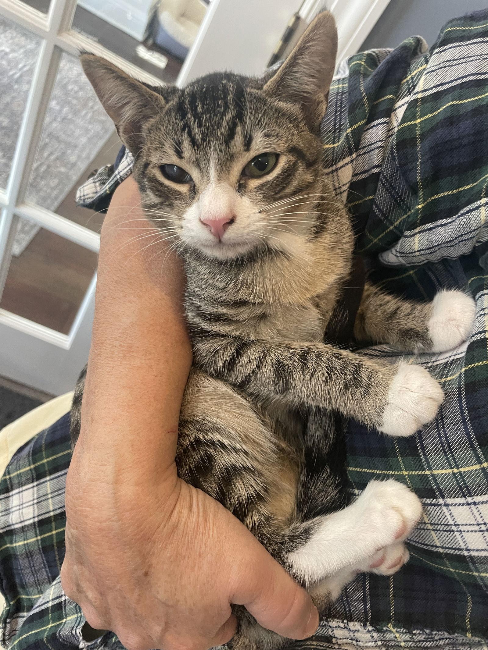 Bonsai(Tabby ) and Mr Wick ( Black ) BONDED PAIR, Adopted, Kitten Female Tabby.
