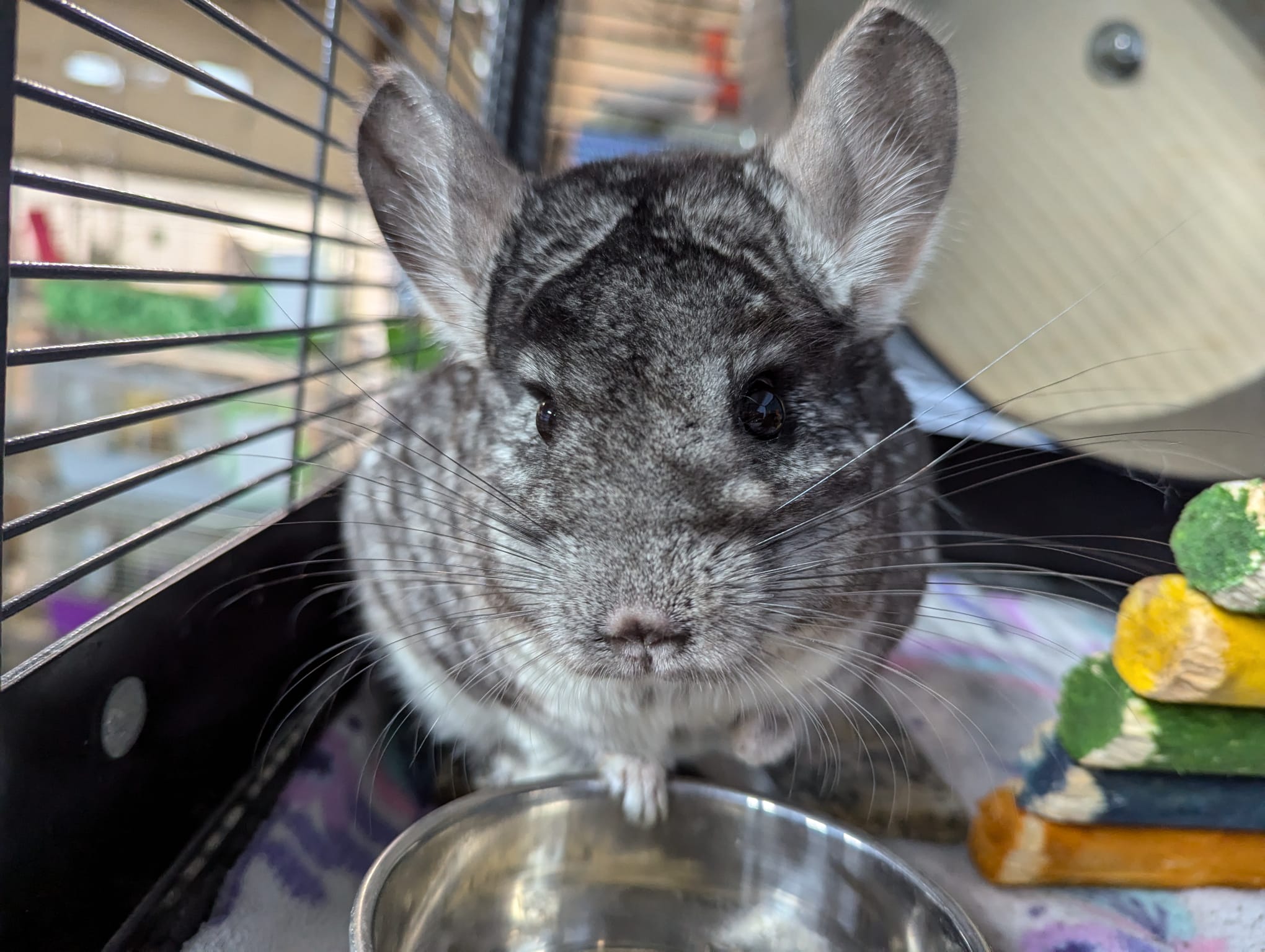 Lubin, a Adoptable Chinchilla in Montclair, CA image 2/5