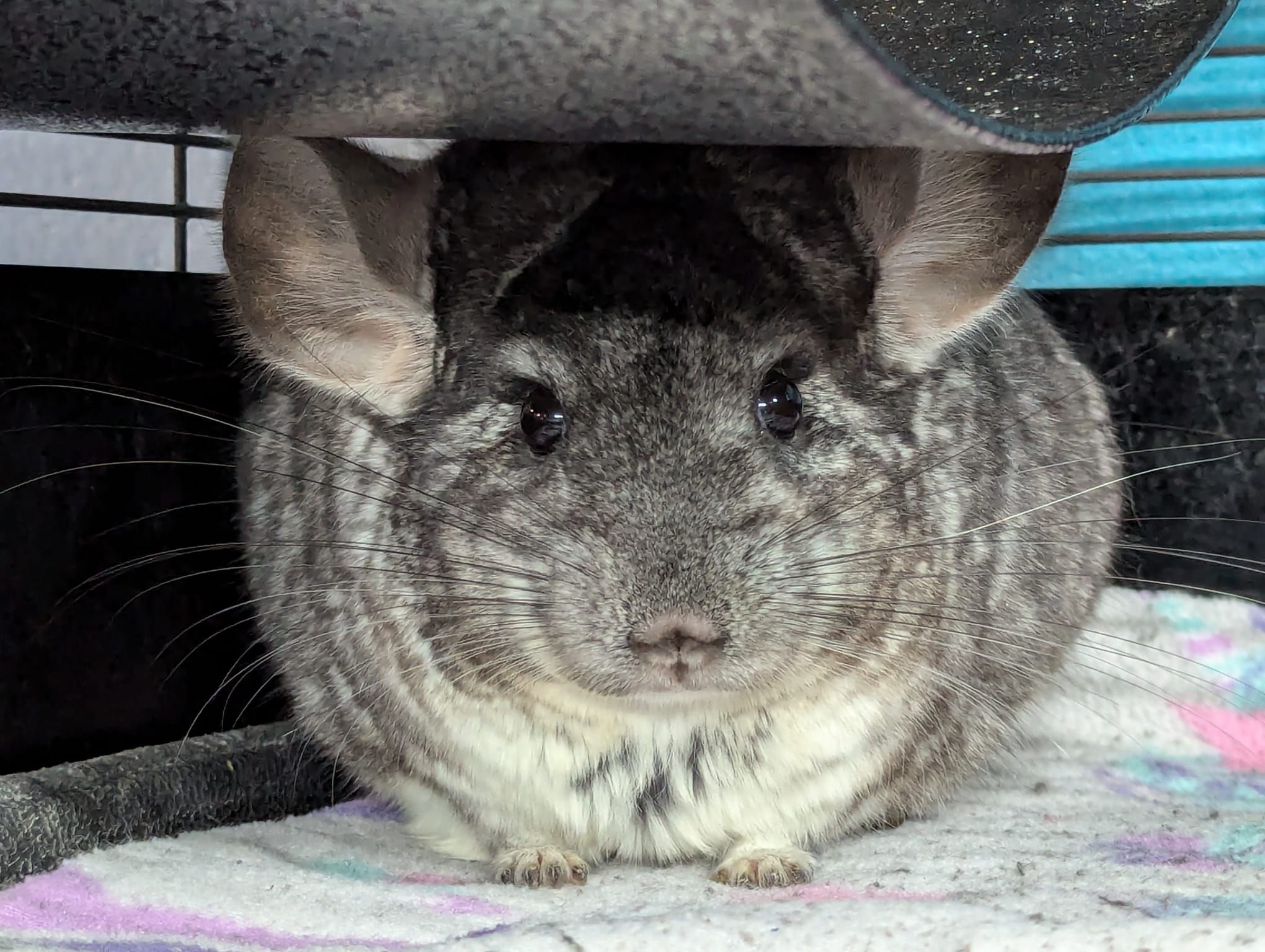 Lubin, a Adoptable Chinchilla in Montclair, CA image 3/5