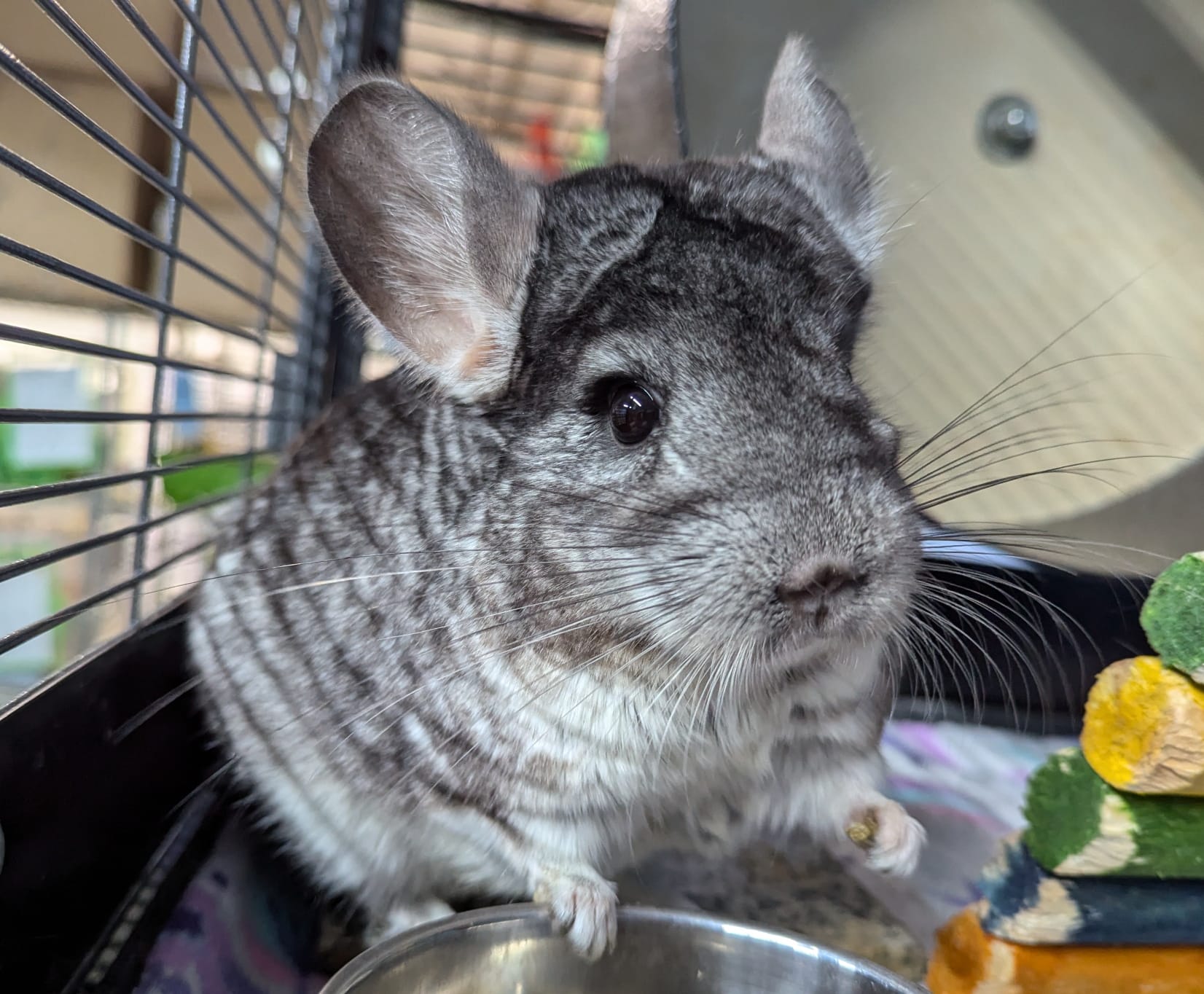 Lubin, Adult Male Chinchilla
