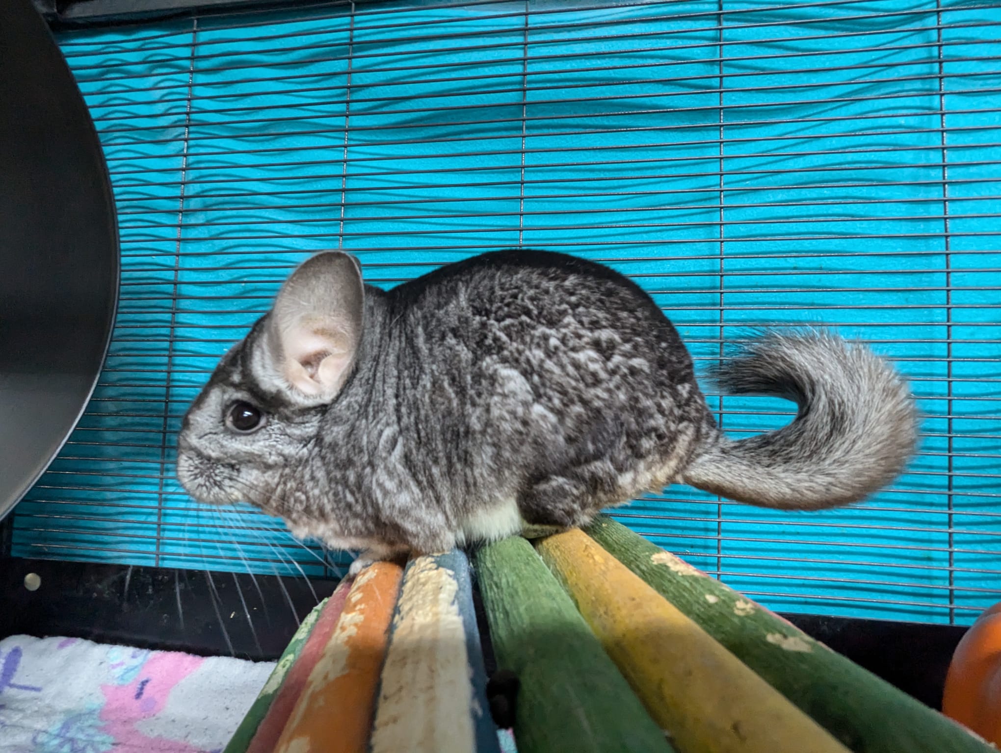 Lubin, a Adoptable Chinchilla in Montclair, CA image 5/5