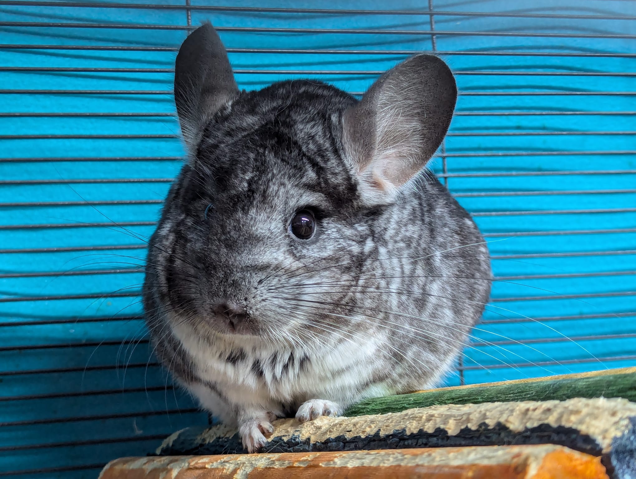 Lubin, a Adoptable Chinchilla in Montclair, CA image 4/5