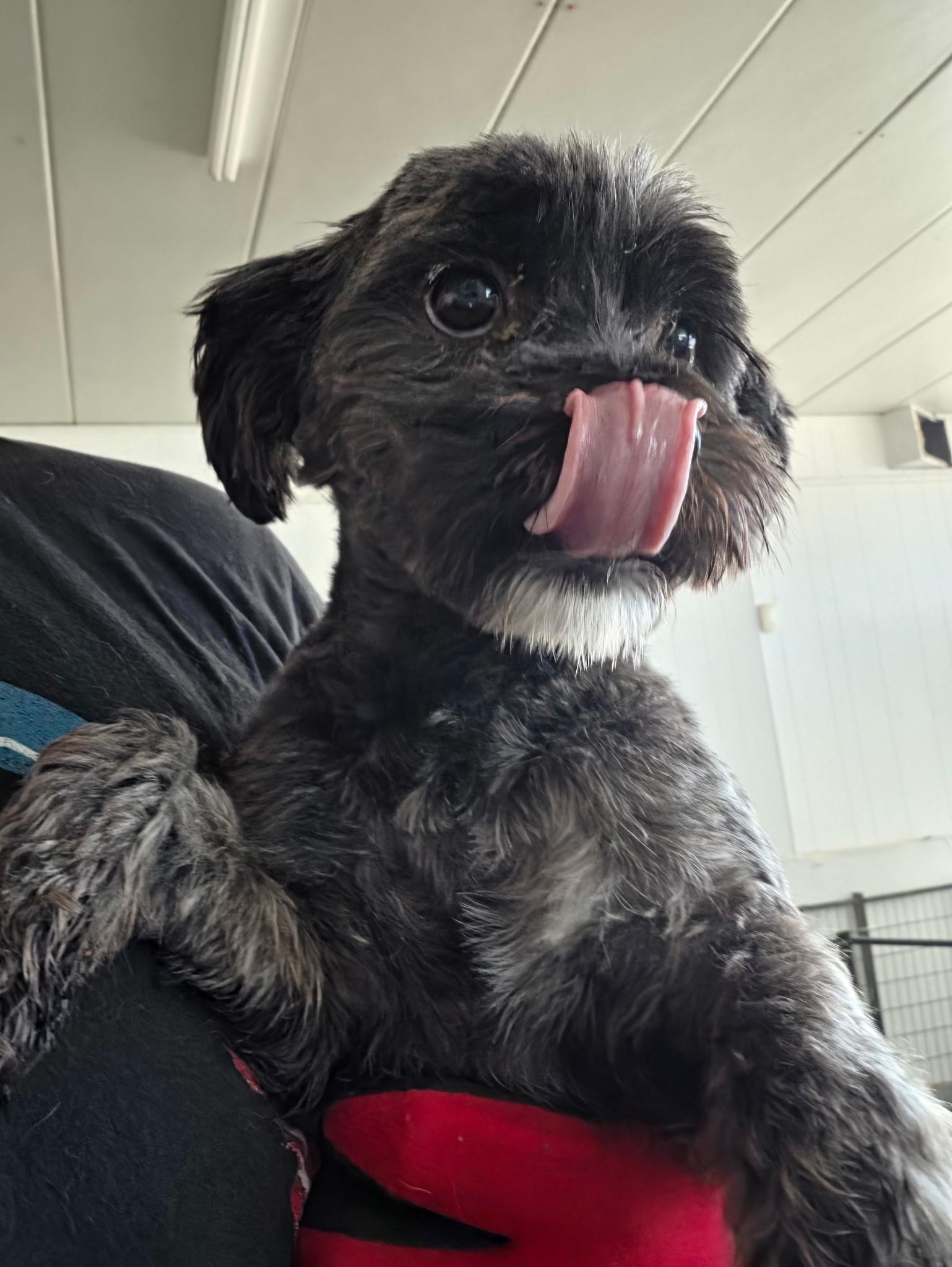 Hoagie, Adopted, Adult Male Shih poo.