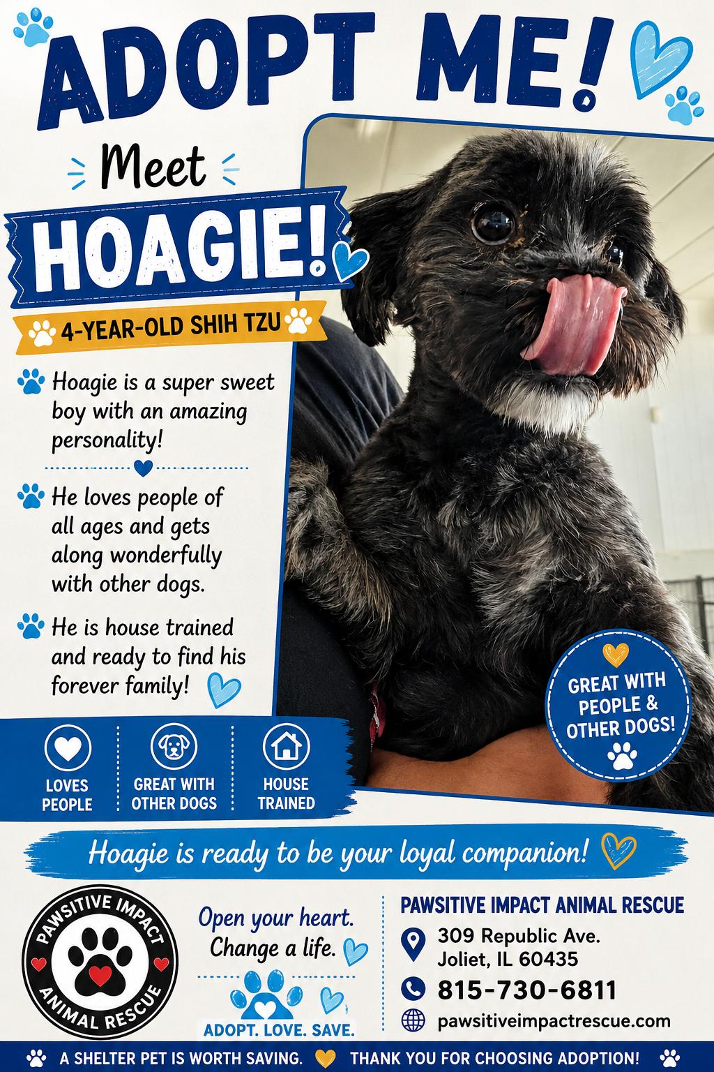 Enlarge Hoagie, a Adopted mixed breed in Joliet, IL image 2/2