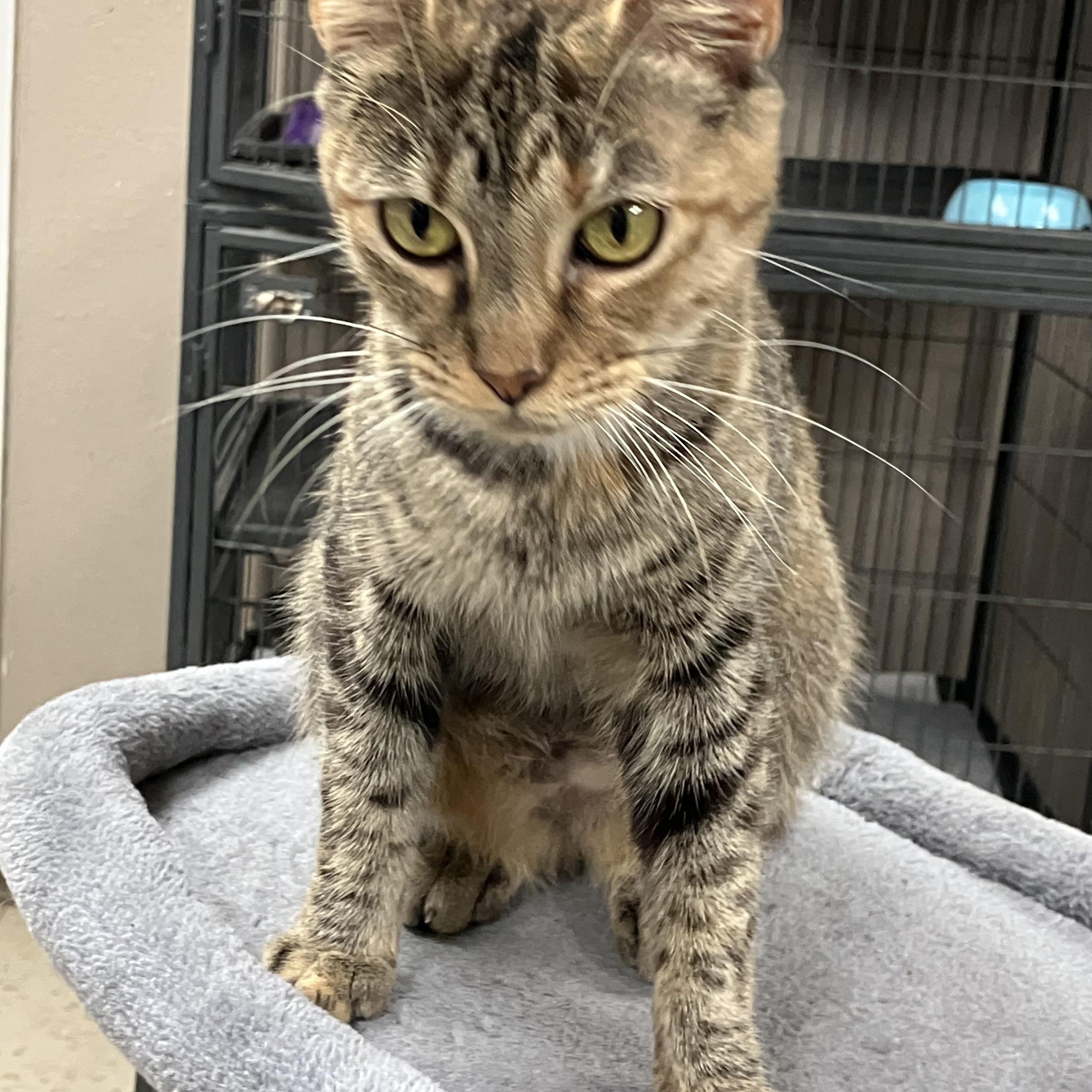 Enlarge Aria, a Adoptable Domestic Short Hair in Sylacauga, AL image 1/1