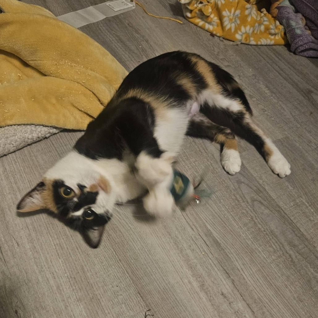 Enlarge Cookie, a Adoptable Domestic Short Hair in Allyn, WA image 1/5