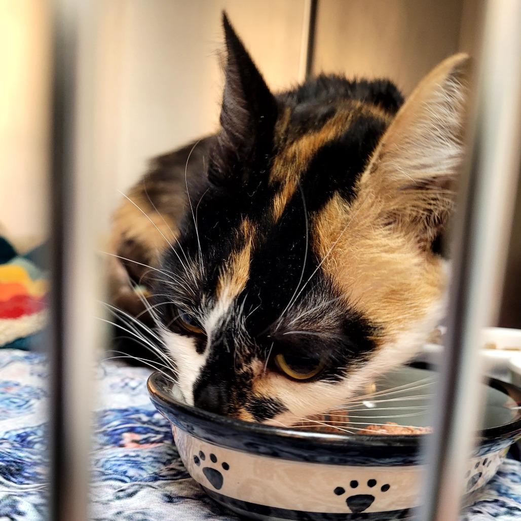 Enlarge Cookie, a Adoptable Domestic Short Hair in Allyn, WA image 2/5