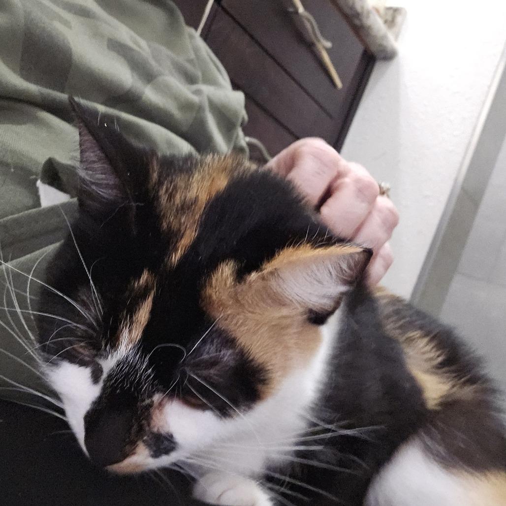 Enlarge Cookie, a Adoptable Domestic Short Hair in Allyn, WA image 3/5