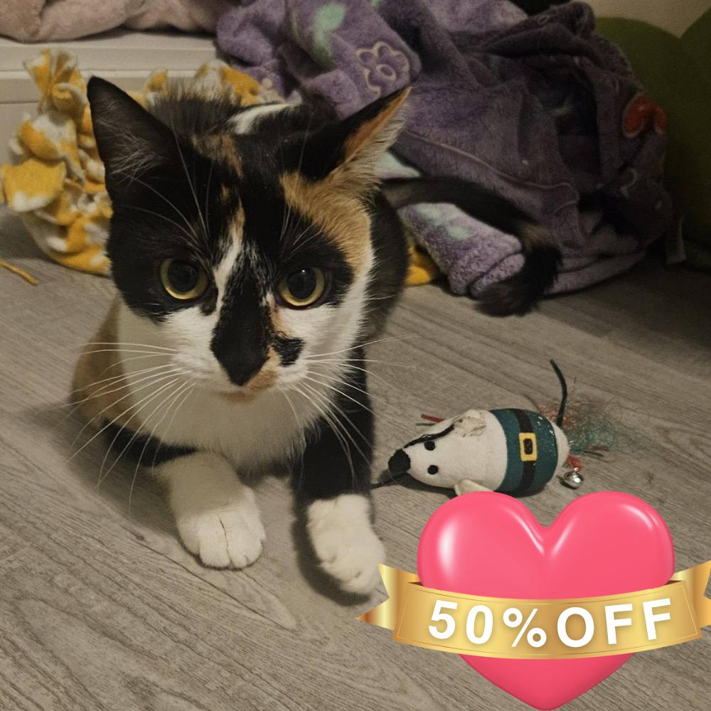 Enlarge Cookie, a Adoptable Domestic Short Hair in Allyn, WA image 4/5