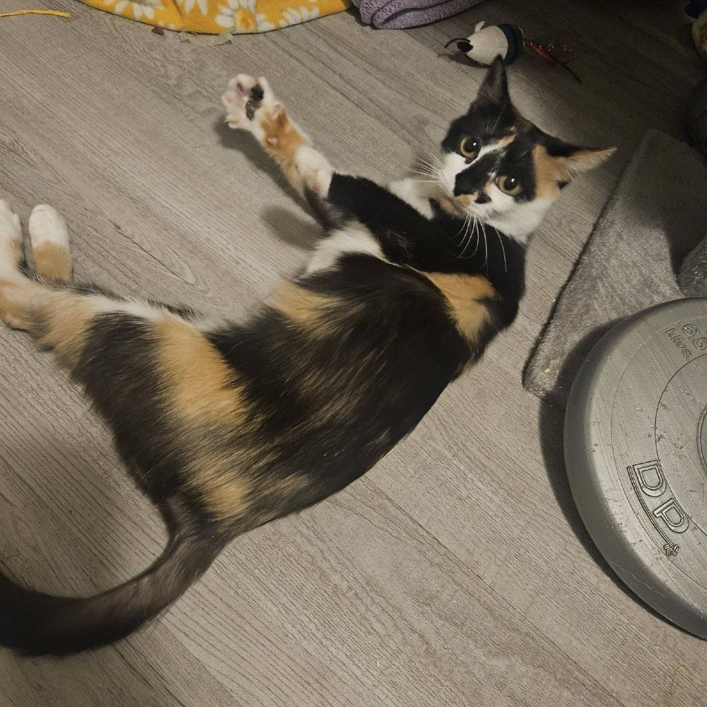 Enlarge Cookie, a Adoptable Domestic Short Hair in Allyn, WA image 5/5