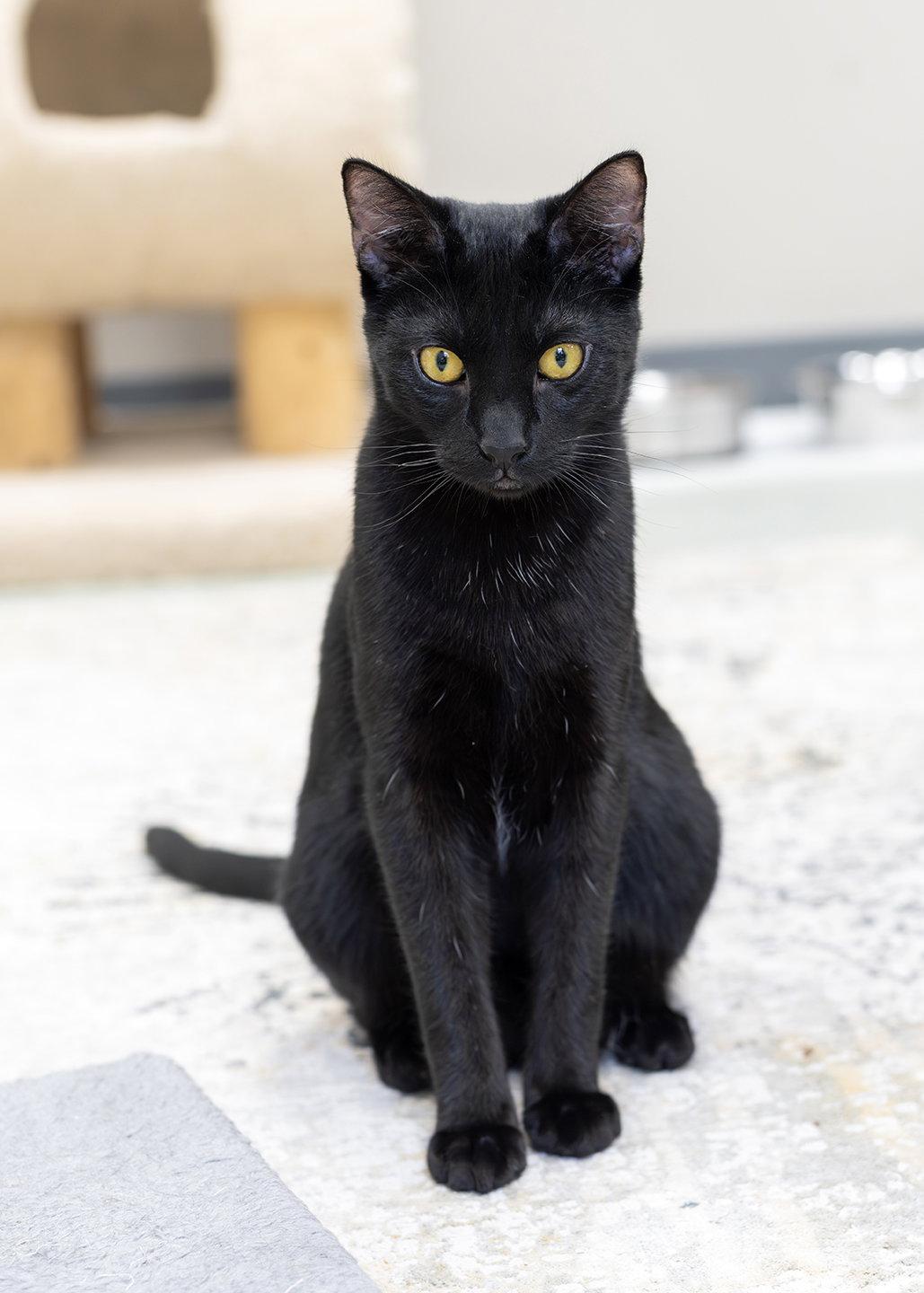 Viking, Adopted, Kitten Male Domestic Short Hair.