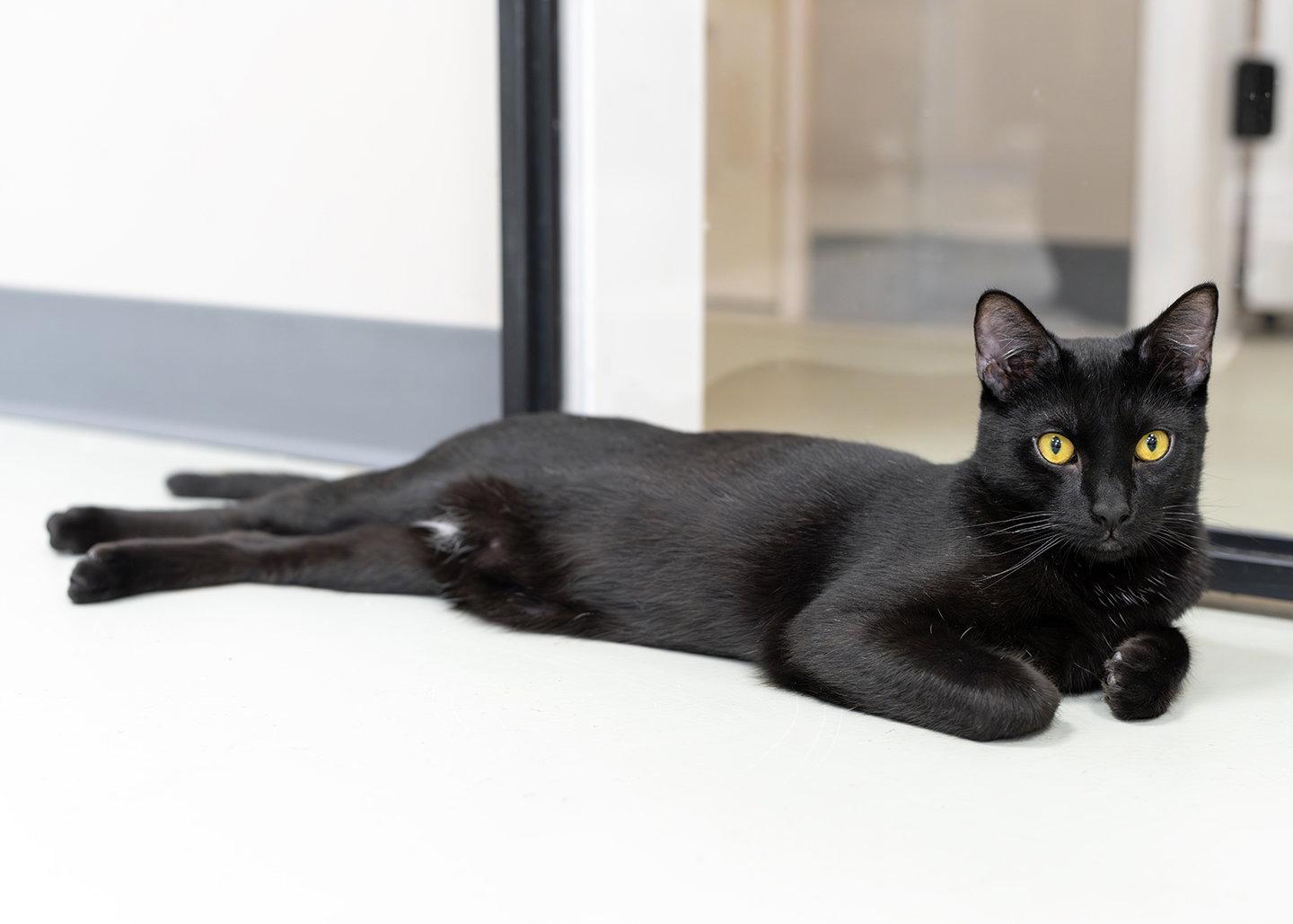 Enlarge Viking, a Adopted Domestic Short Hair in Buford, GA image 2/3