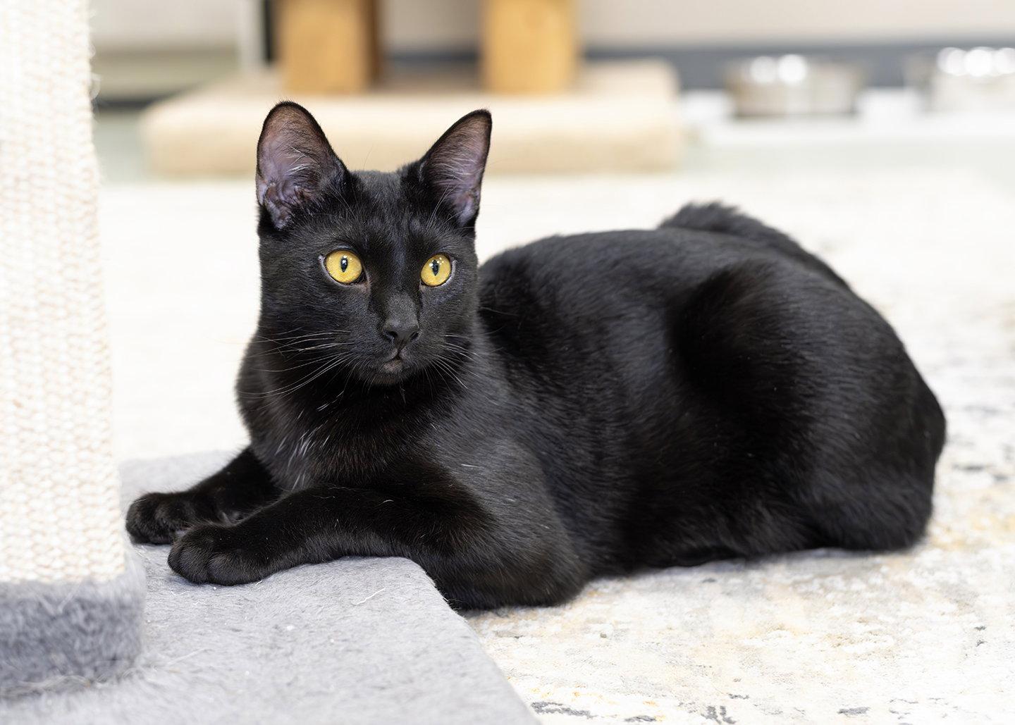 Enlarge Viking, a Adopted Domestic Short Hair in Buford, GA image 3/3