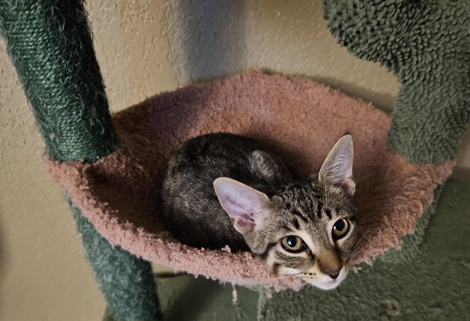 Pippy, Adoptable, Kitten Female Domestic Short Hair.