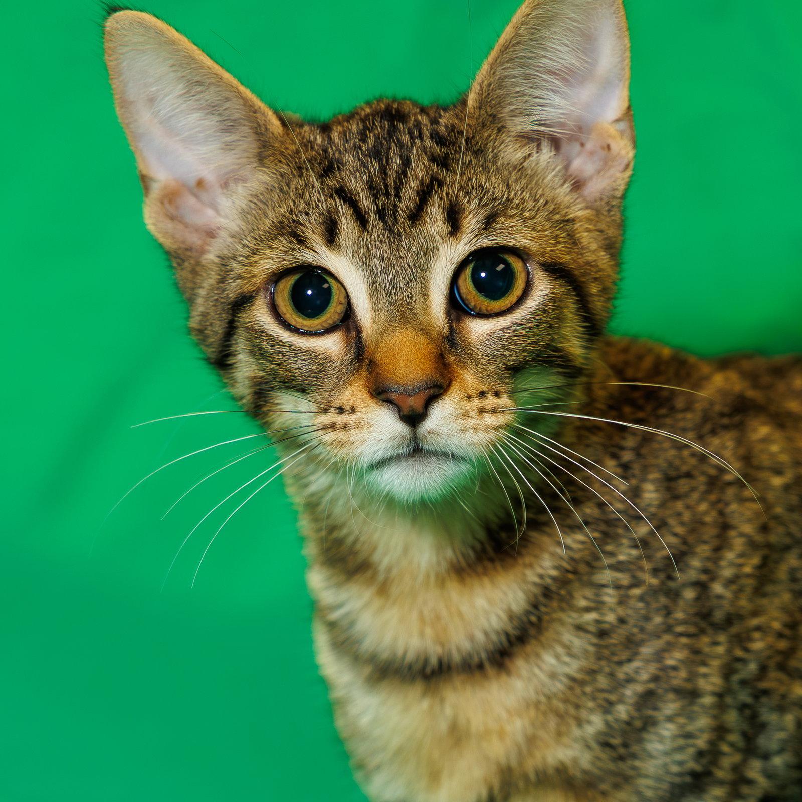 Enlarge Pippy, a Adoptable Domestic Short Hair in St. Cloud, FL image 2/3