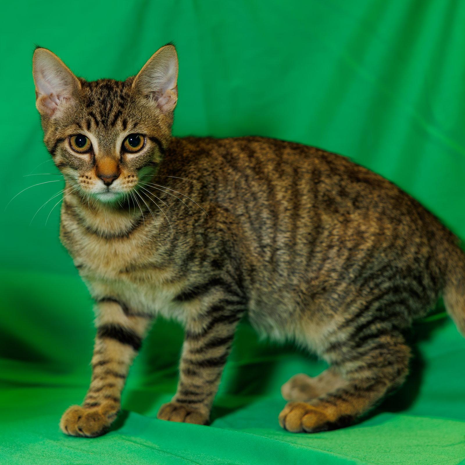 Enlarge Pippy, a Adoptable Domestic Short Hair in St. Cloud, FL image 3/3