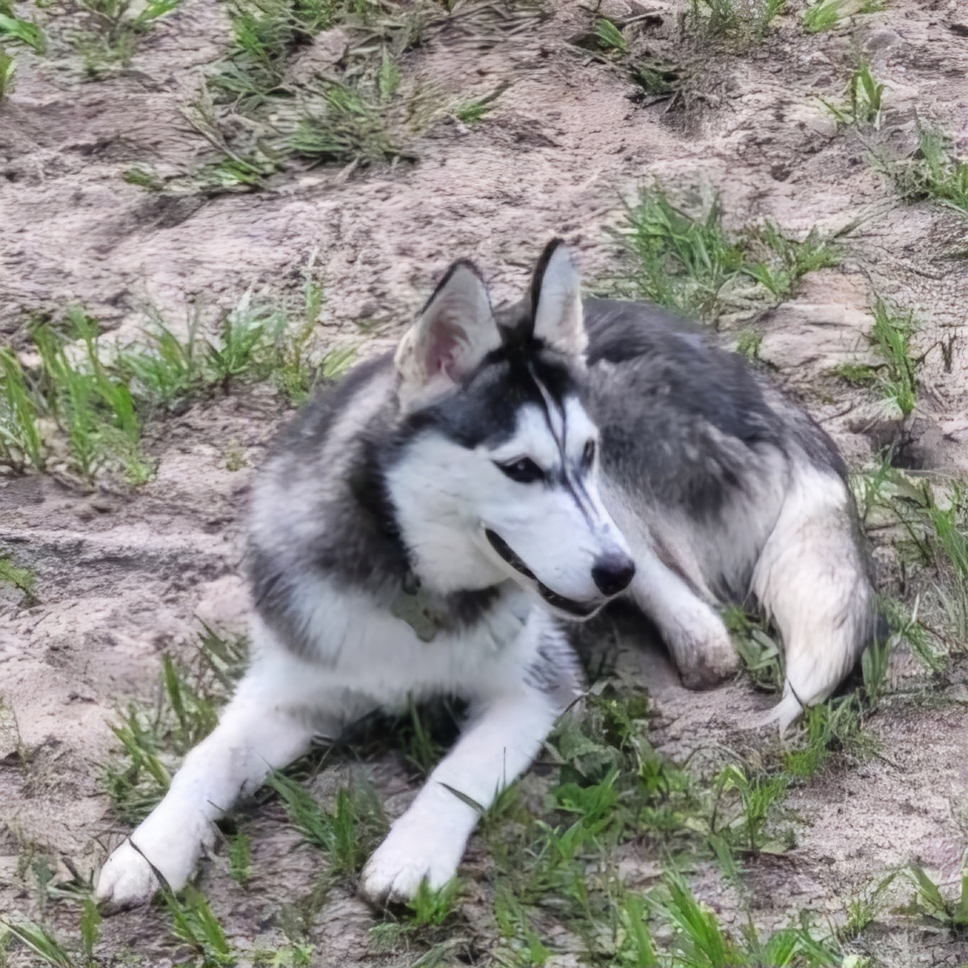 Enlarge JOURNI, a Adopted Siberian Husky in Lake Helen, FL image 2/2