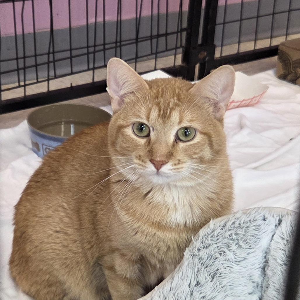 Yik, a Adoptable Domestic Short Hair in Branson, MO image 1/2
