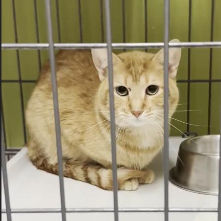 Yik, a Adoptable Domestic Short Hair in Branson, MO image 2/2