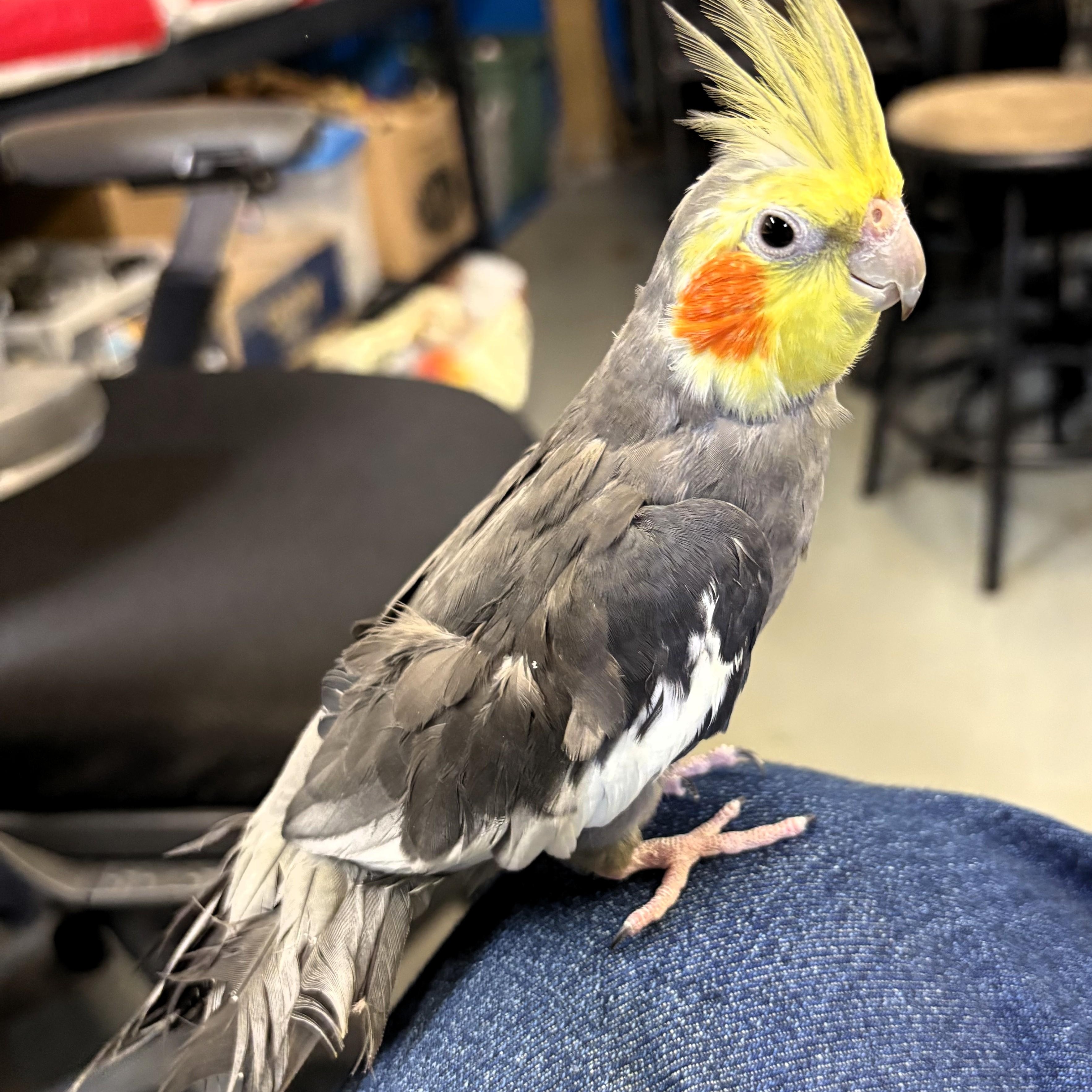 Enlarge Tenderfoot, a Adoptable Cockatiel in Lenexa, KS image 1/1